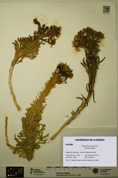 Alstroemeria crispata [Espécimen: ULS:ULS:0003220]