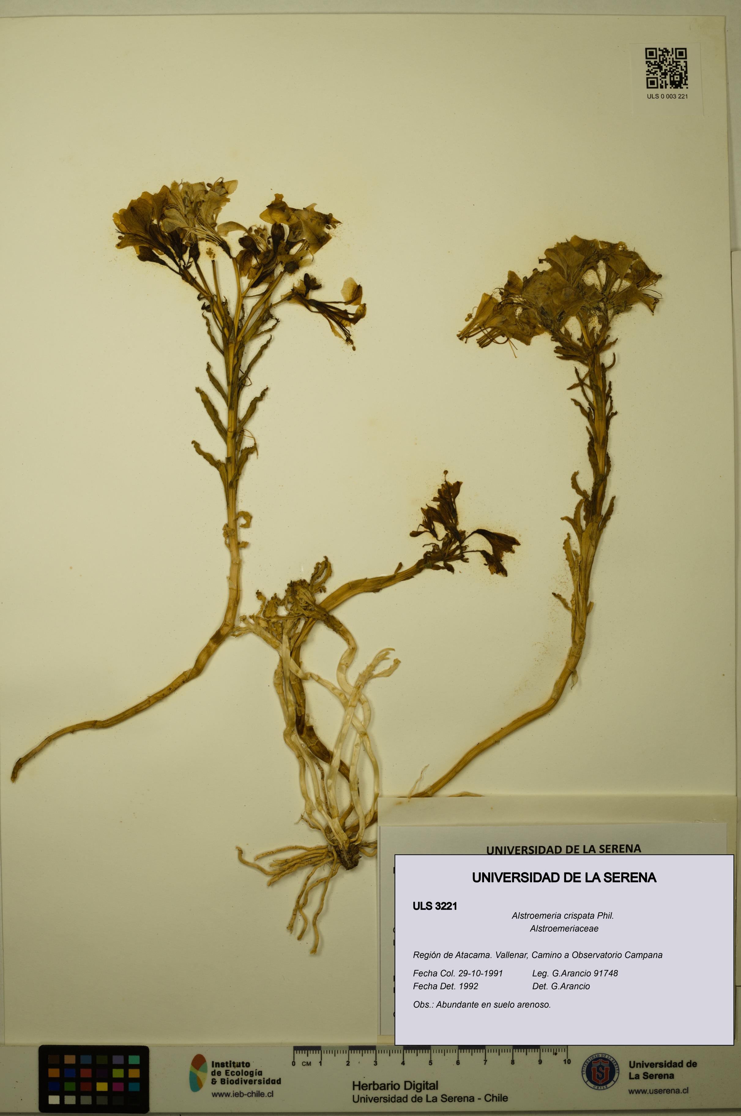 Alstroemeria crispata [Espécimen: ULS:ULS:0003221]