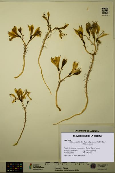 Alstroemeria diluta subsp. chrysantha [Espécimen: ULS:ULS:0003225]