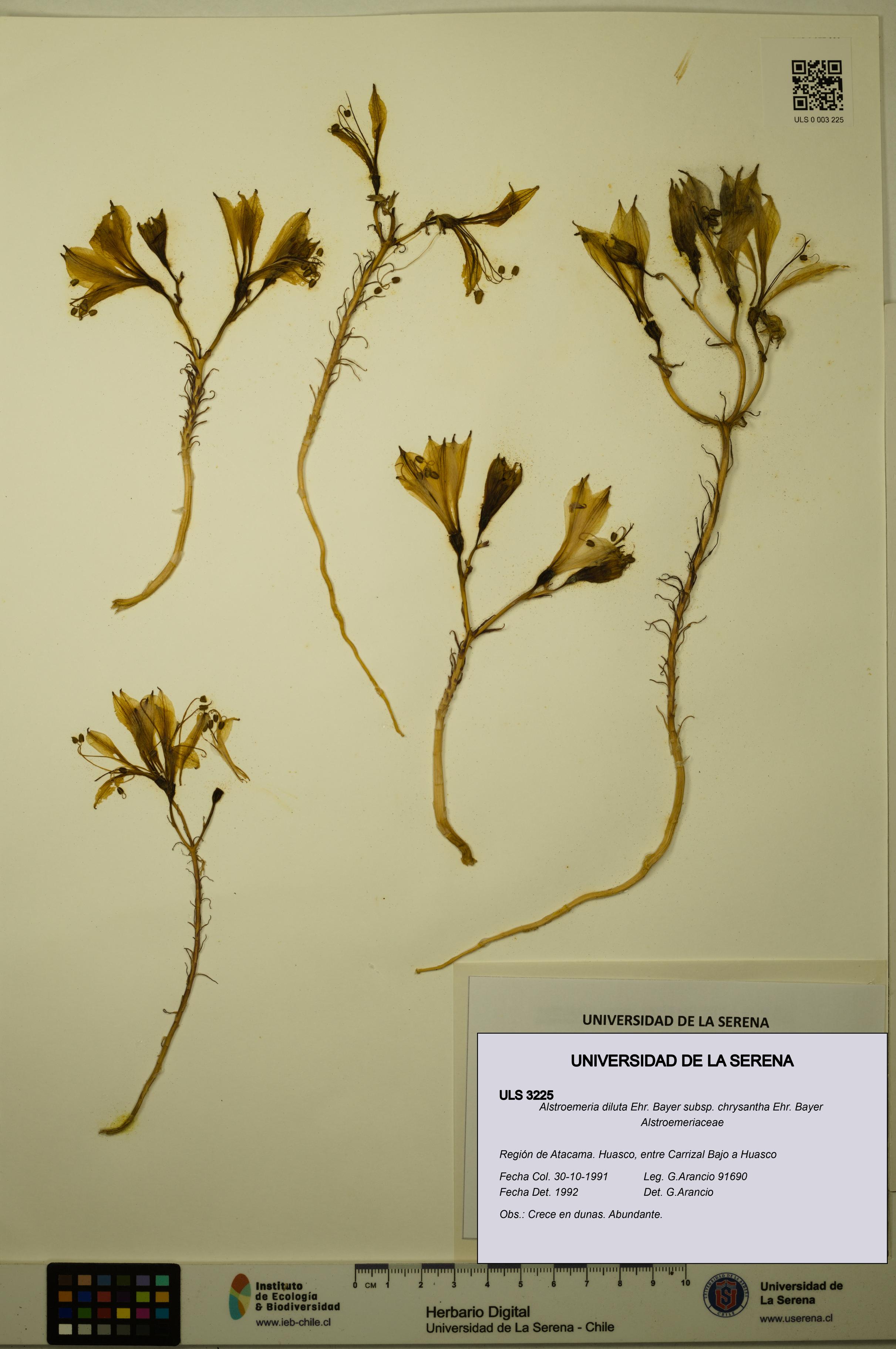 Alstroemeria diluta subsp. chrysantha [Espécimen: ULS:ULS:0003225]