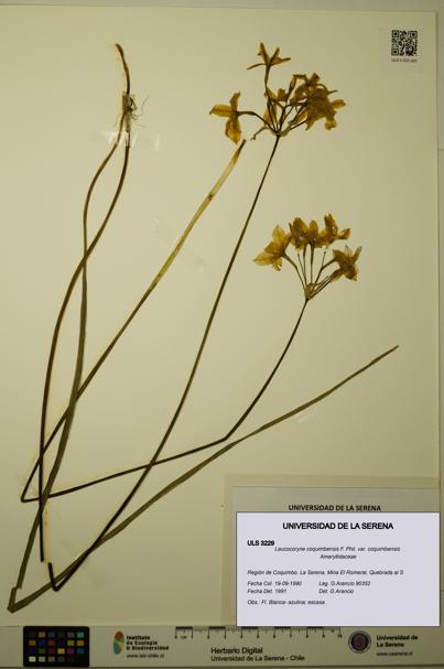 Leucocoryne coquimbensis var. coquimbensis [Espécimen: ULS:ULS:0003229]