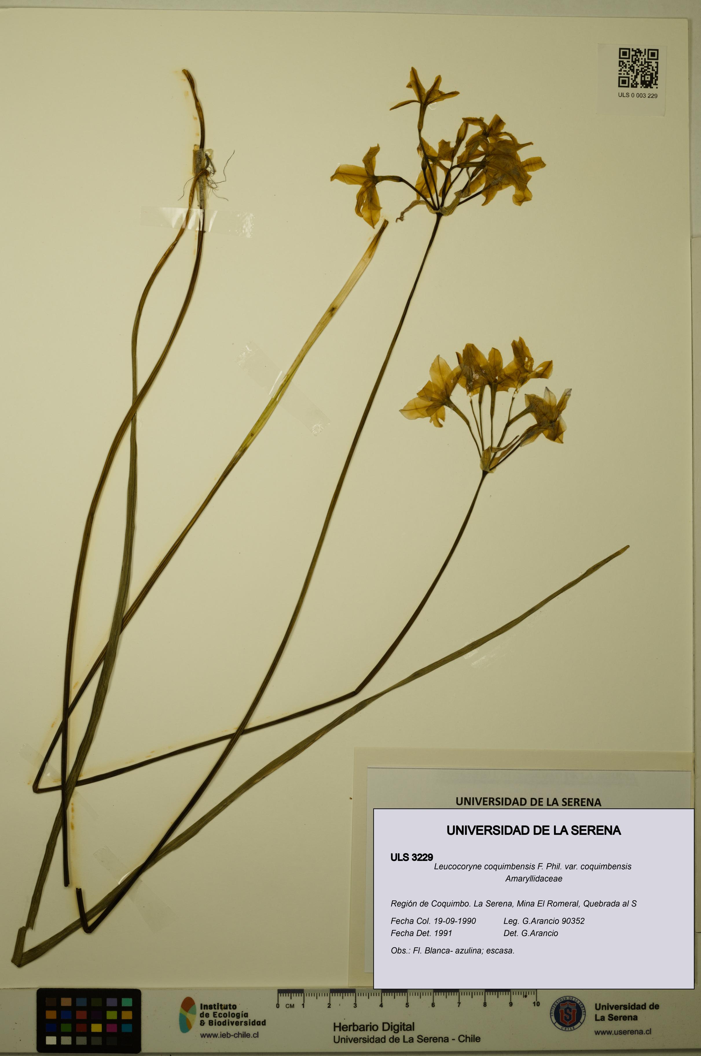Leucocoryne coquimbensis var. coquimbensis [Espécimen: ULS:ULS:0003229]