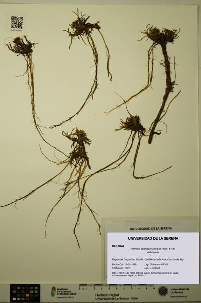 Werneria pygmaea [Espécimen: ULS:ULS:0003242]