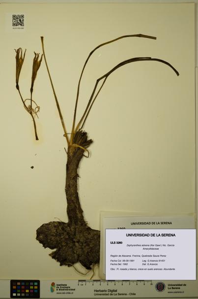 Zephyranthes advena [Espécimen: ULS:ULS:0003260]