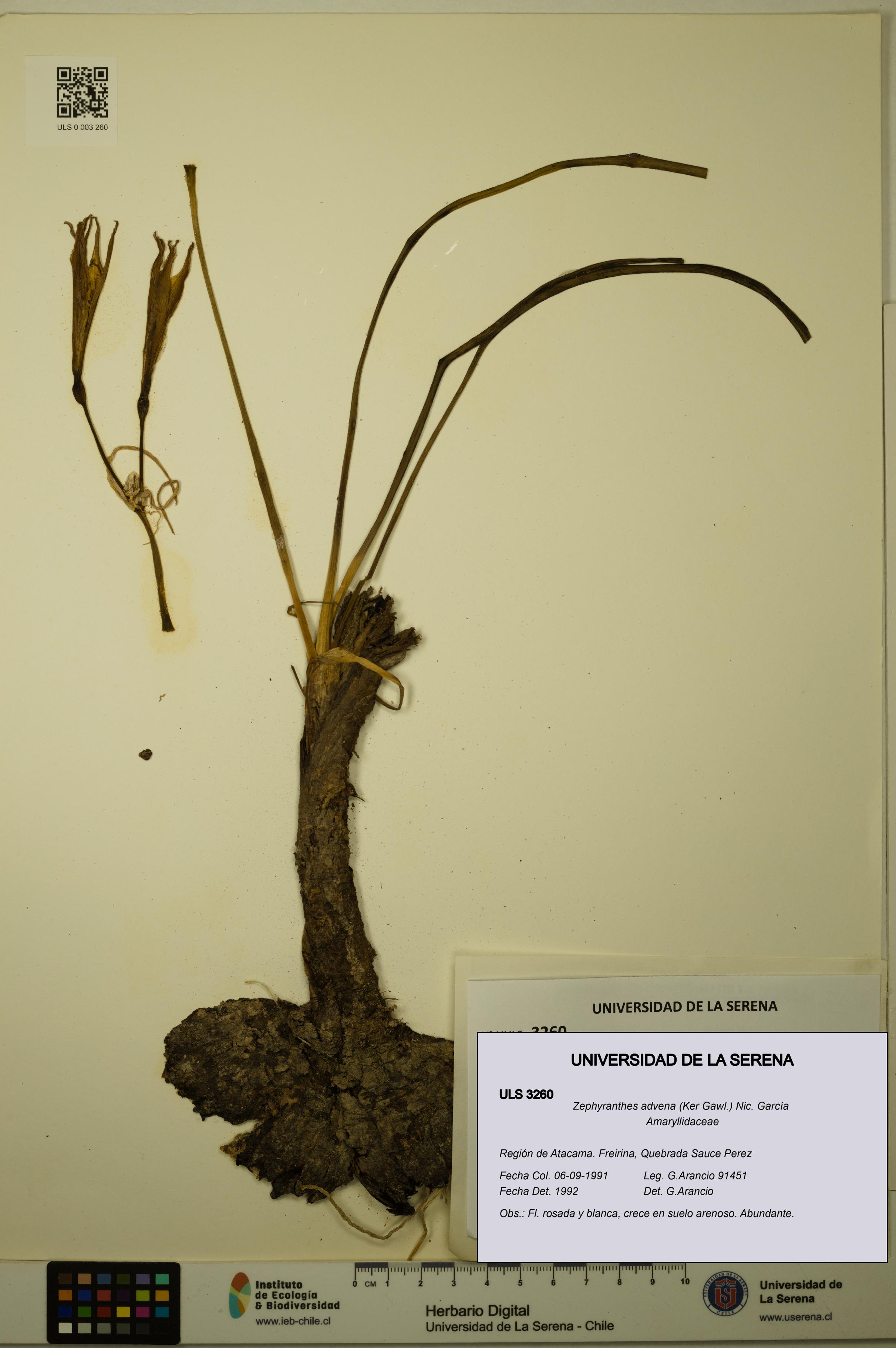 Zephyranthes advena [Espécimen: ULS:ULS:0003260]