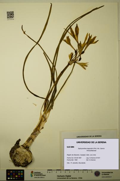 Zephyranthes bagnoldii [Espécimen: ULS:ULS:0003264]