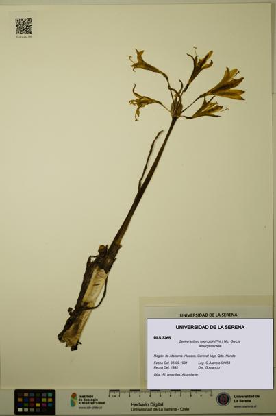 Zephyranthes bagnoldii [Espécimen: ULS:ULS:0003265]