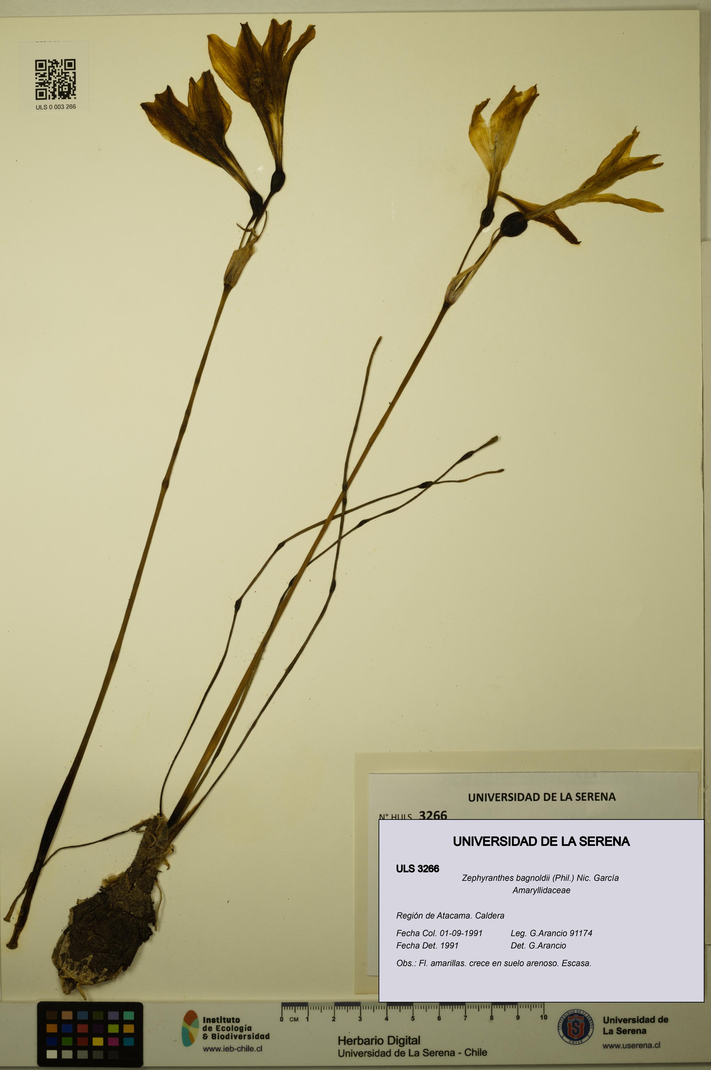 Zephyranthes bagnoldii [Espécimen: ULS:ULS:0003266]