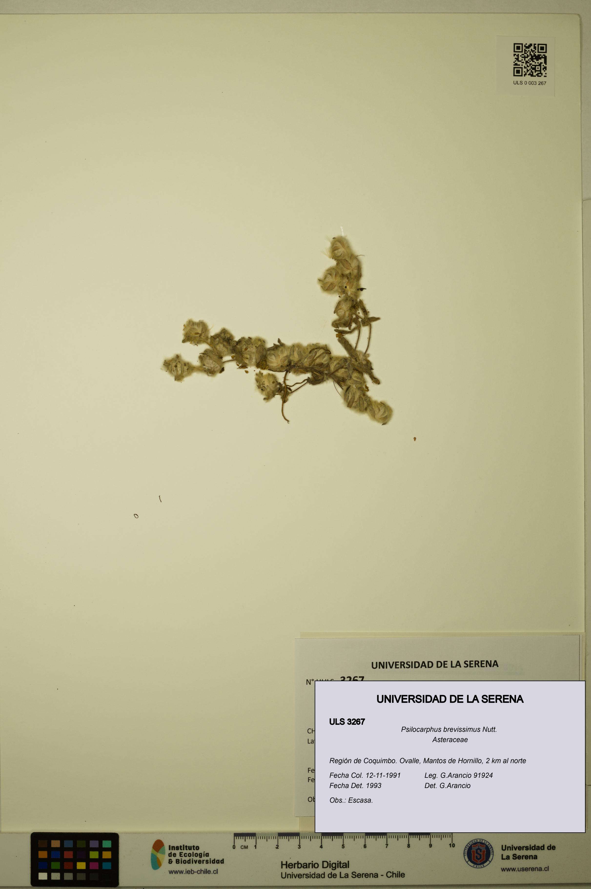 Psilocarphus brevissimus [Espécimen: ]