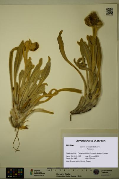 Senecio nivalis [Espécimen: ULS:ULS:0003268]