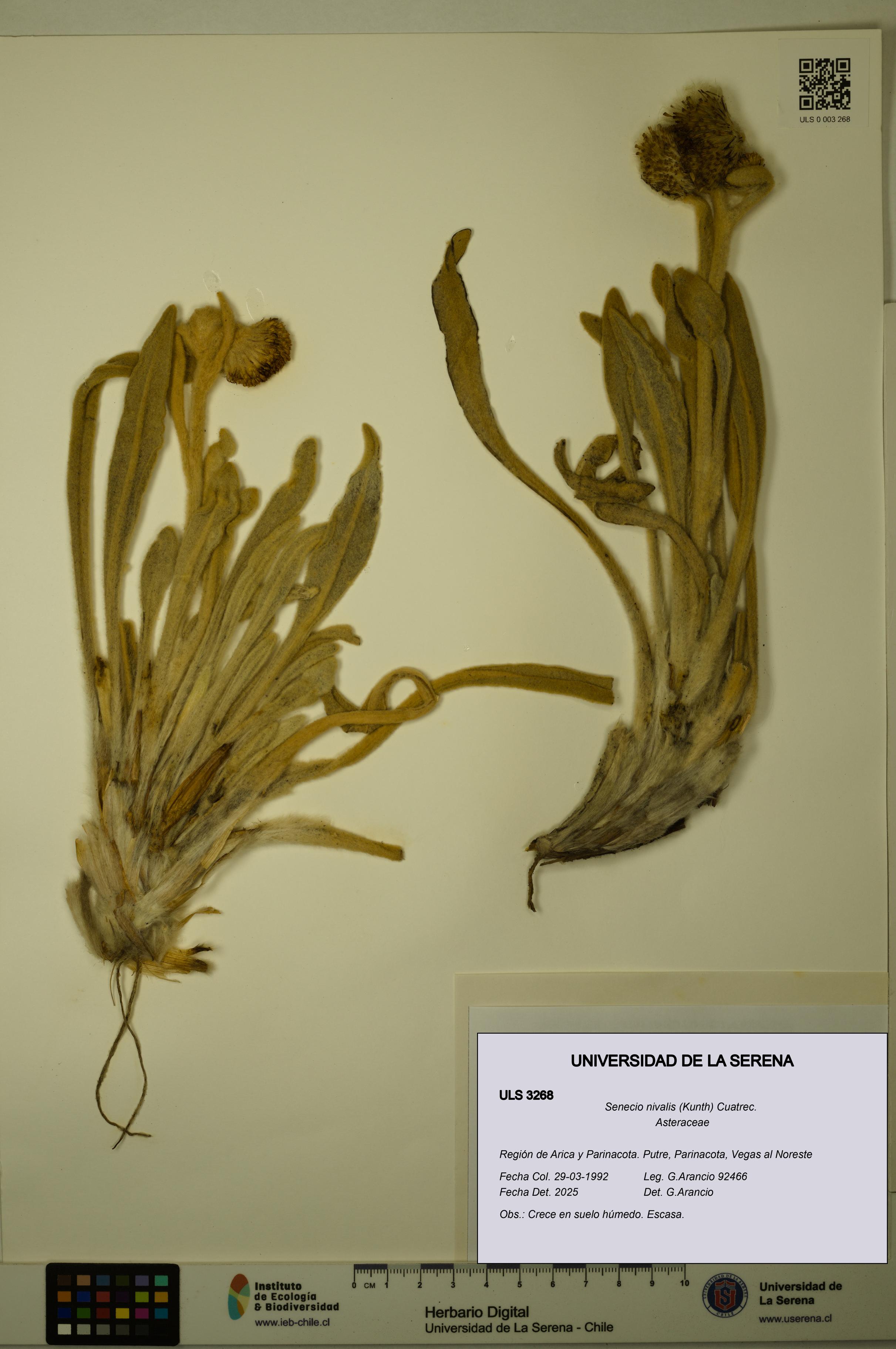 Senecio nivalis [Espécimen: ULS:ULS:0003268]