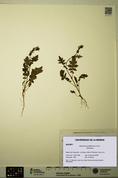 Moscharia pinnatifida [Espécimen: ULS:ULS:0003271]