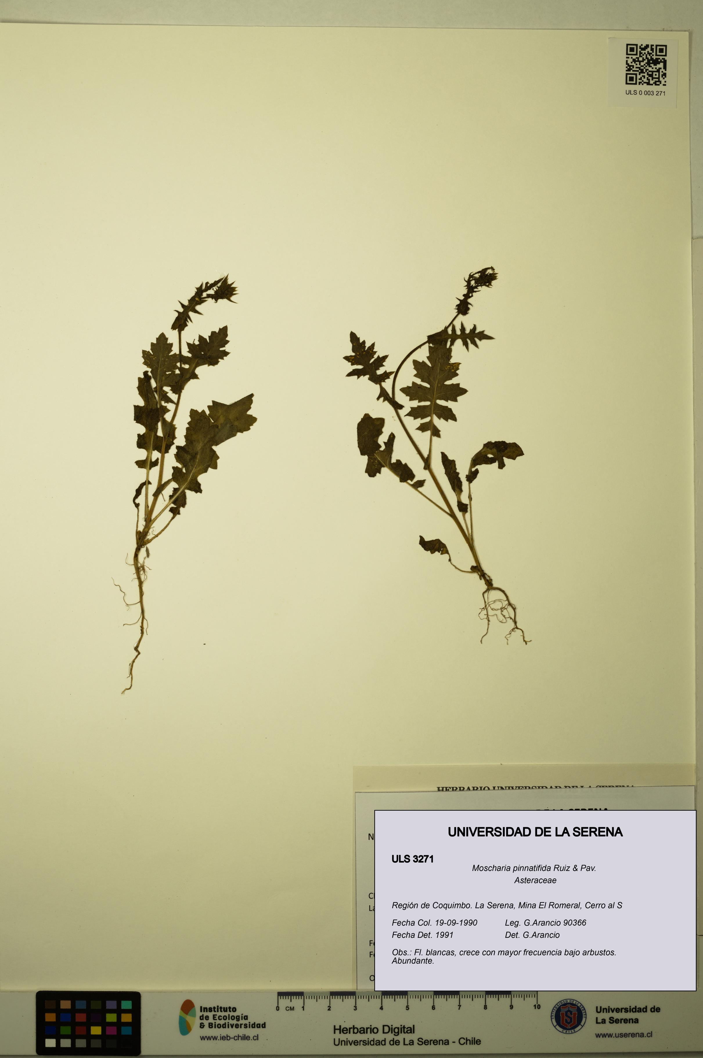 Moscharia pinnatifida [Espécimen: ULS:ULS:0003271]