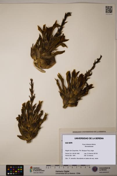 Puya chilensis [Espécimen: ULS:ULS:0003278]