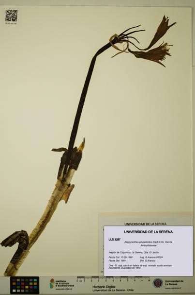 Zephyranthes phycelloides [Espécimen: ULS:ULS:0003287]