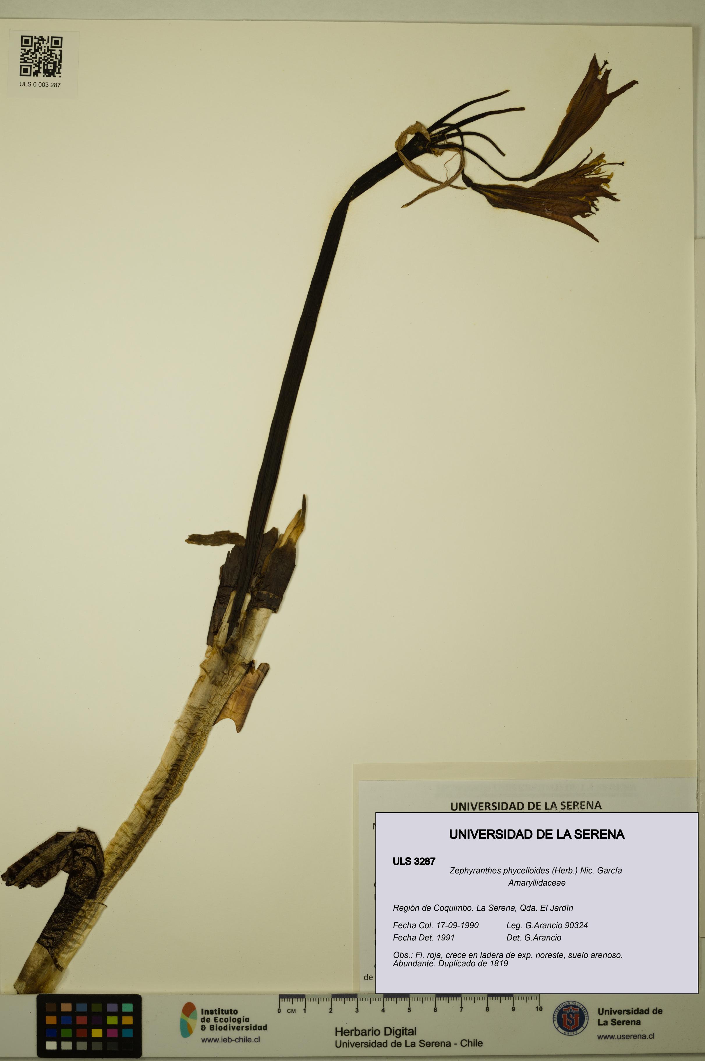 Zephyranthes phycelloides [Espécimen: ULS:ULS:0003287]