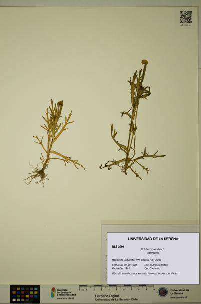 Cotula coronopifolia [Espécimen: ULS:ULS:0003291]
