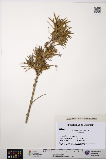 Pleocarphus revolutus [Espécimen: ULS:ULS:0003294]