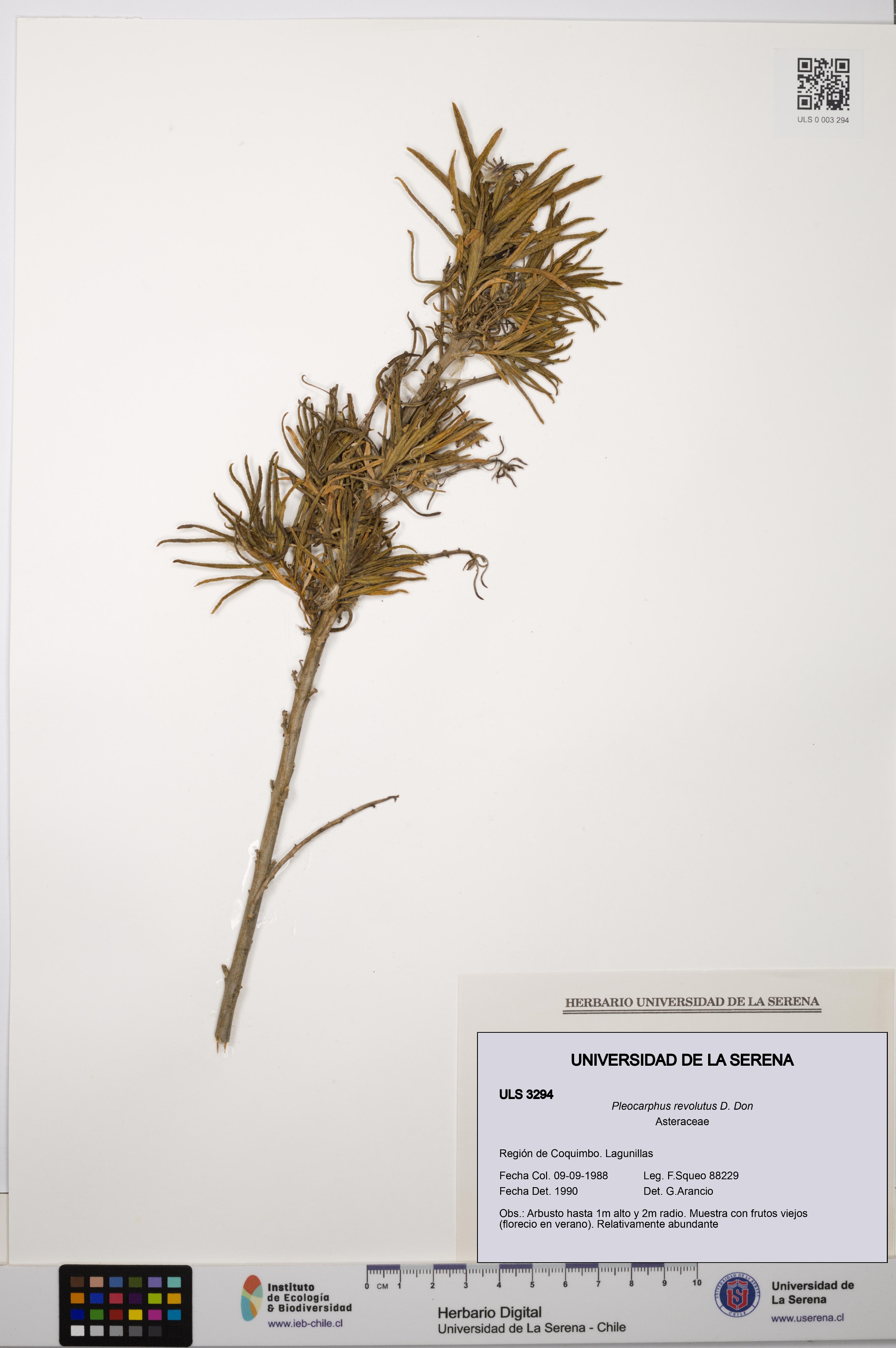 Pleocarphus revolutus [Espécimen: ULS:ULS:0003294]