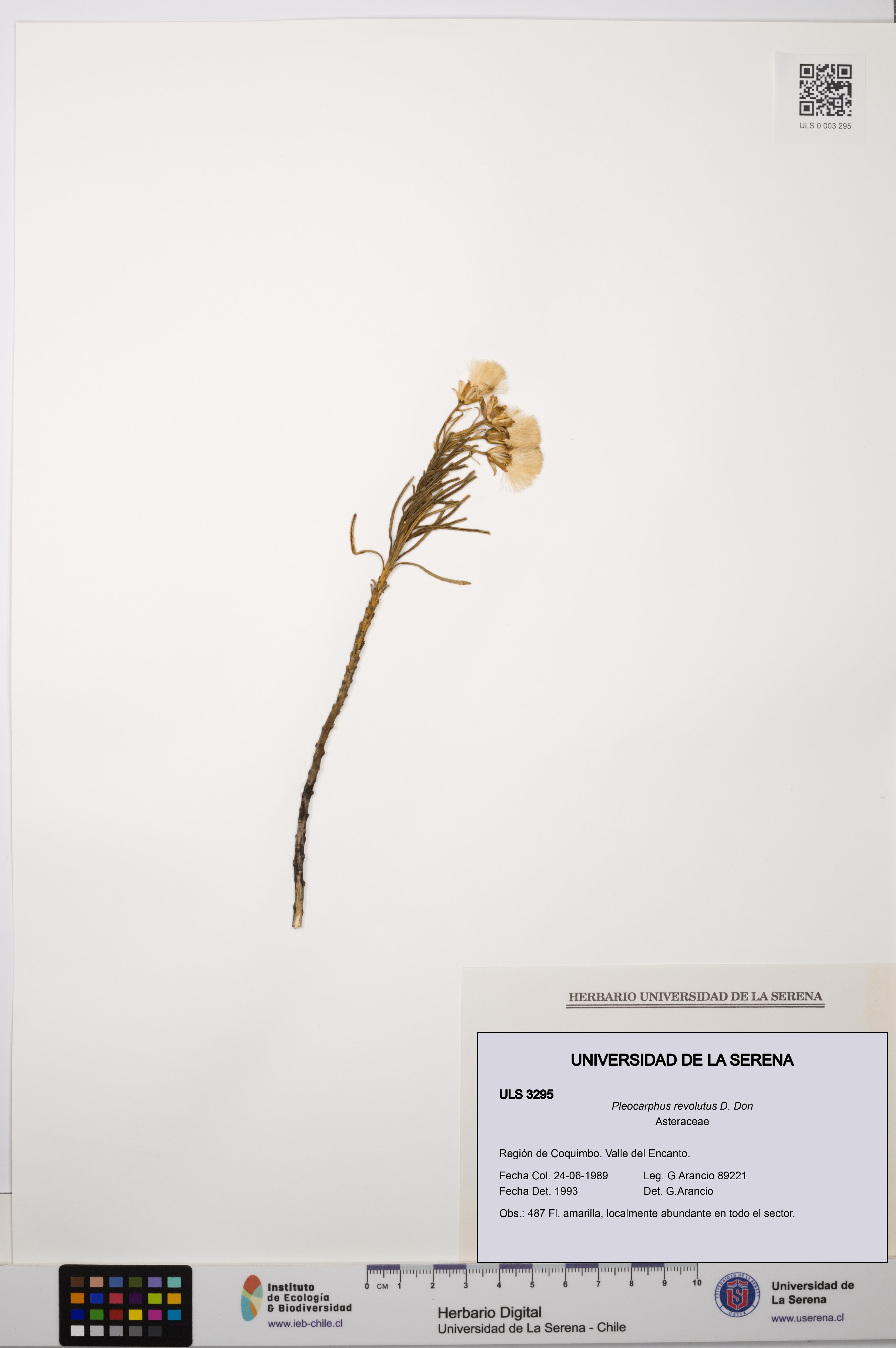 Pleocarphus revolutus [Espécimen: ULS:ULS:0003295]