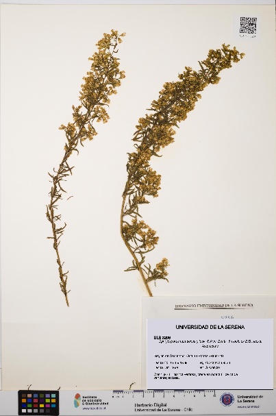 Ophryosporus paradoxus [Espécimen: ULS:ULS:0003296]