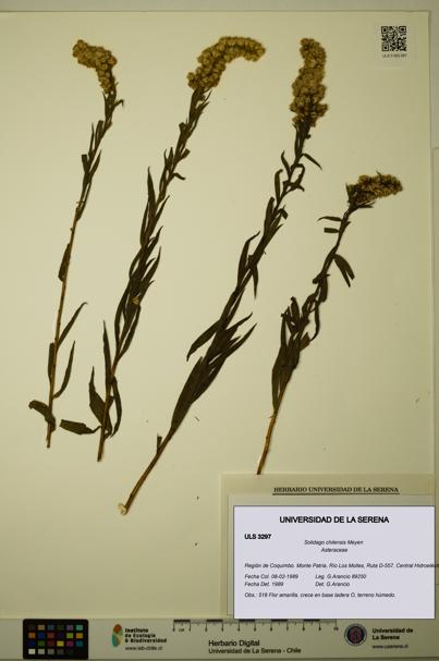 Solidago chilensis [Espécimen: ULS:ULS:0003297]