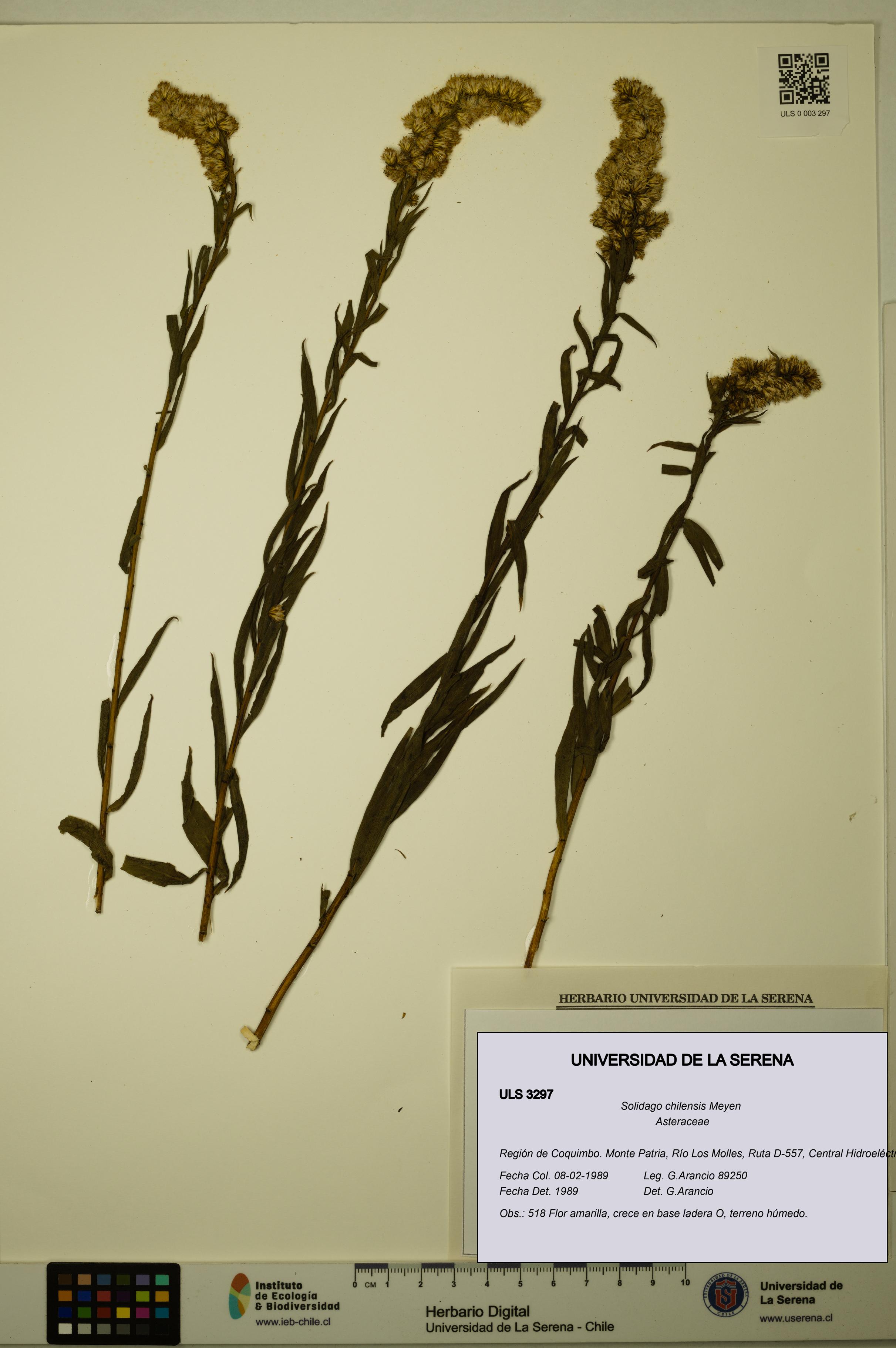 Solidago chilensis [Espécimen: ULS:ULS:0003297]