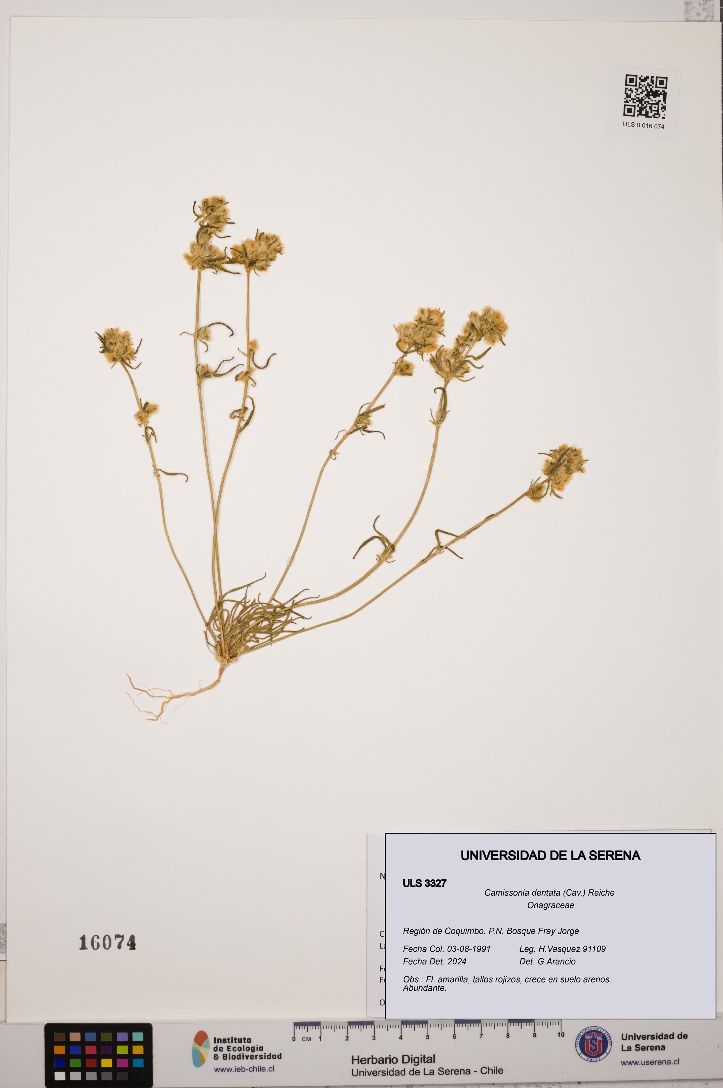 Camissonia dentata [Espécimen: ULS:ULS:0003327]