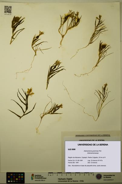 Alstroemeria graminea [Espécimen: ULS:ULS:0003335]