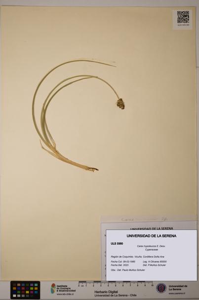 Carex hypoleucos [Espécimen: ULS:ULS:0003350]