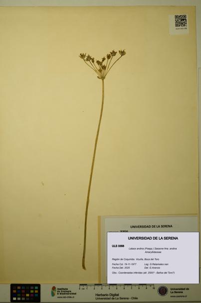 Latace andina [Espécimen: ULS:ULS:0003356]