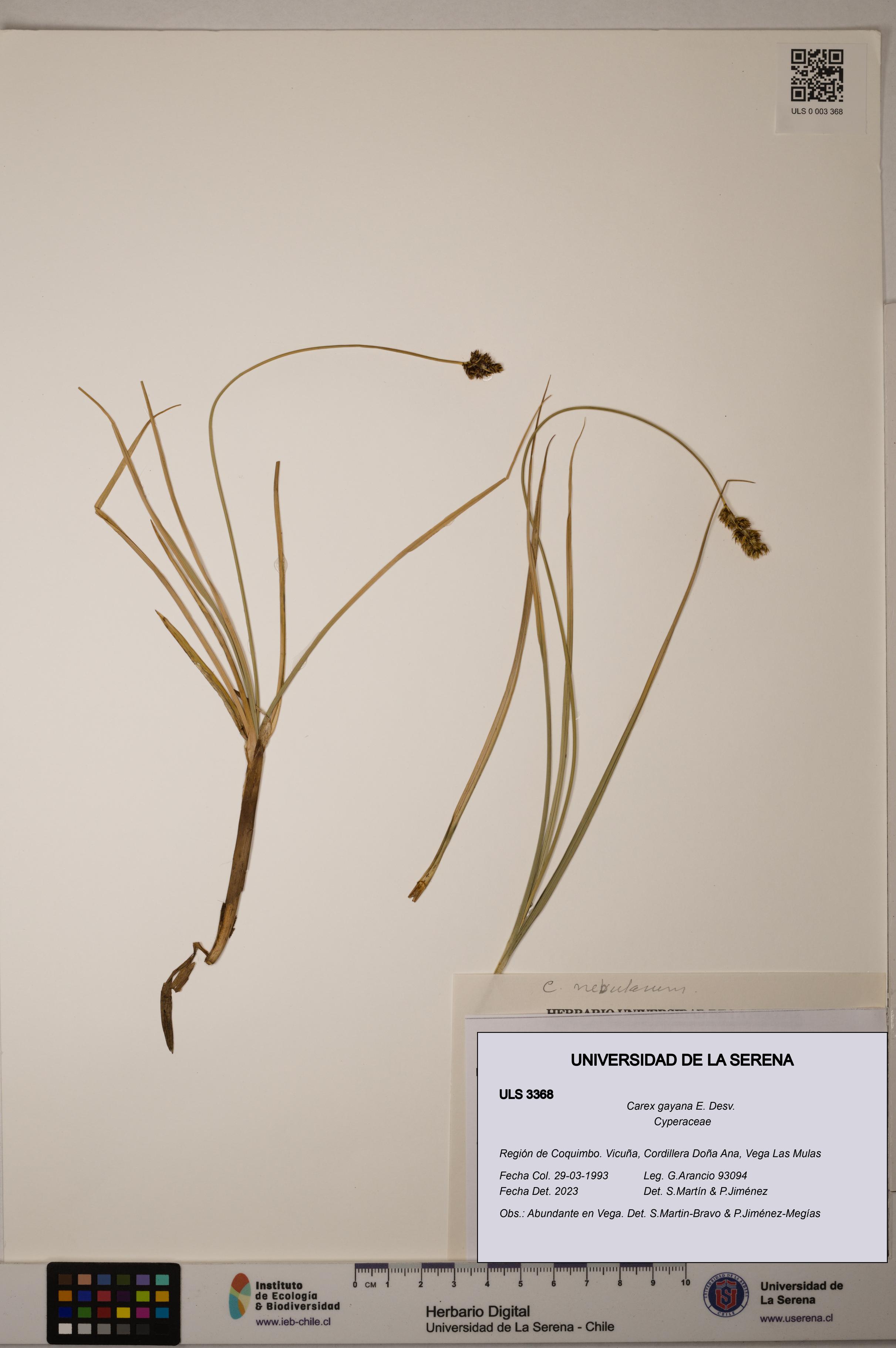 Carex gayana [Espécimen: ULS:ULS:0003368]