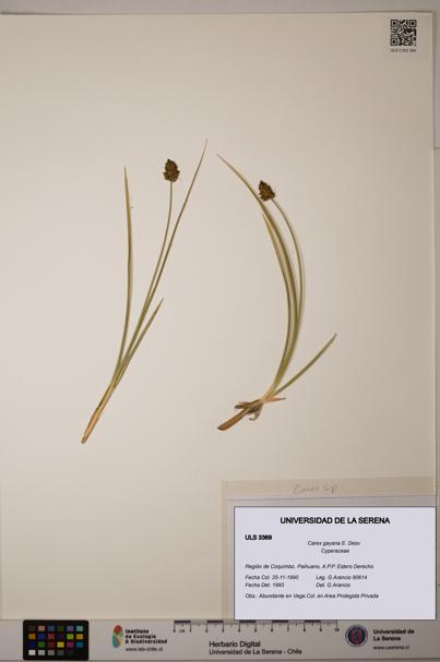 Carex gayana [Espécimen: ULS:ULS:0003369]