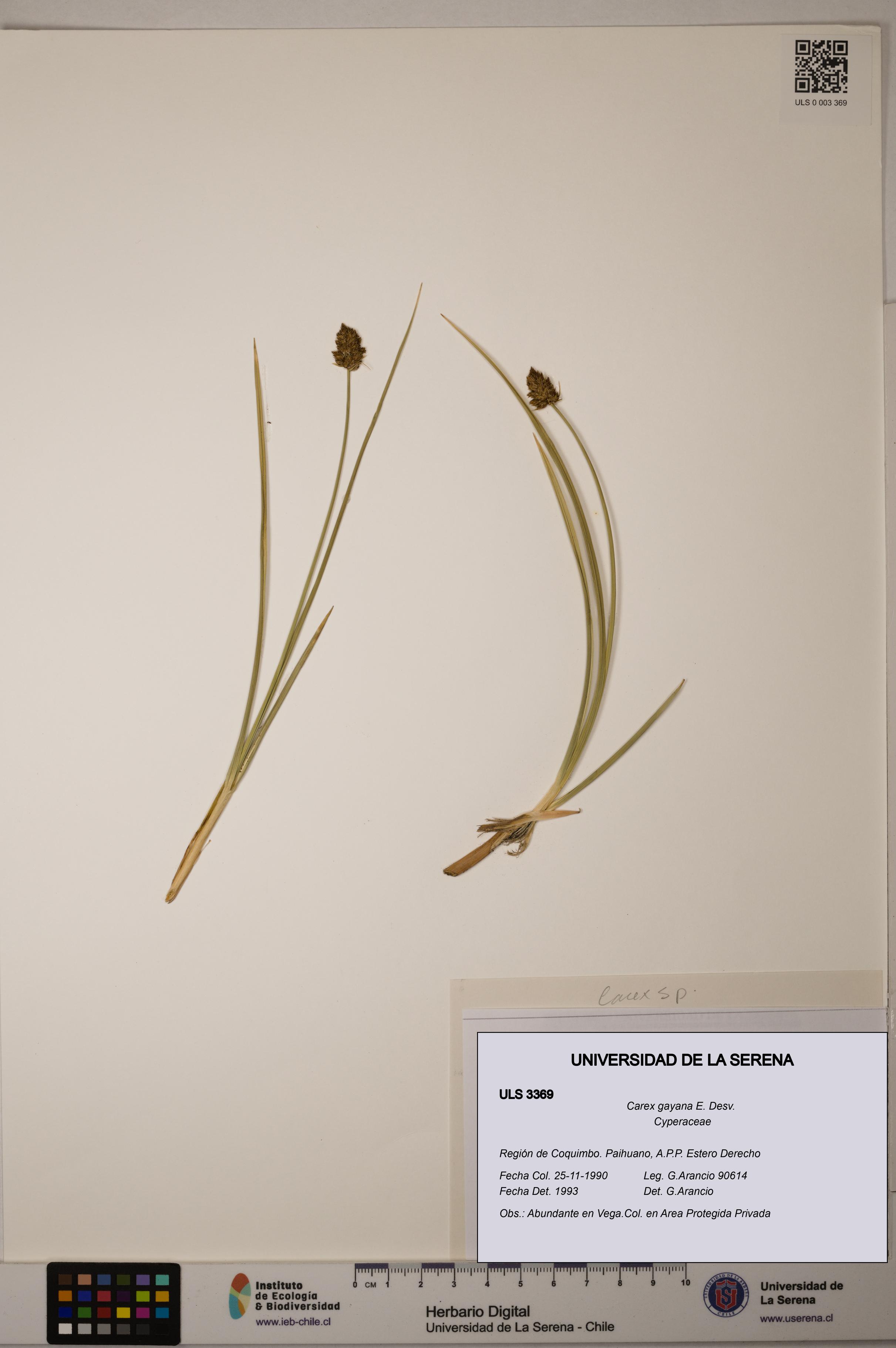 Carex gayana [Espécimen: ULS:ULS:0003369]