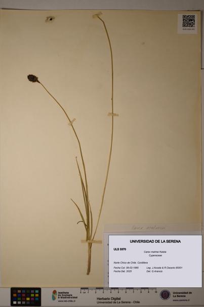 Carex malmei [Espécimen: ULS:ULS:0003370]