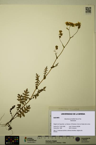 Moscharia pinnatifida [Espécimen: ULS:ULS:0003372]