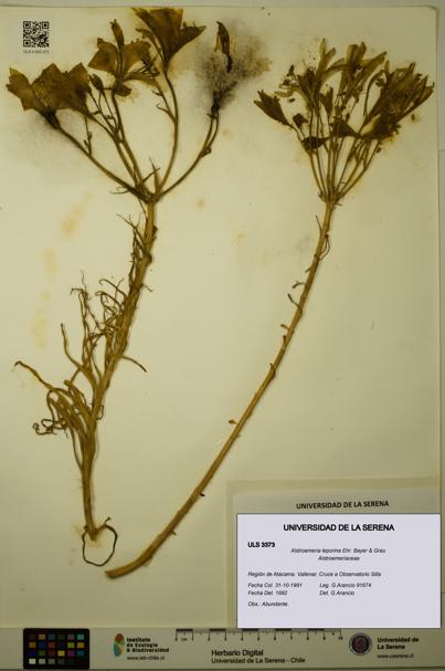 Alstroemeria leporina [Espécimen: ULS:ULS:0003373]