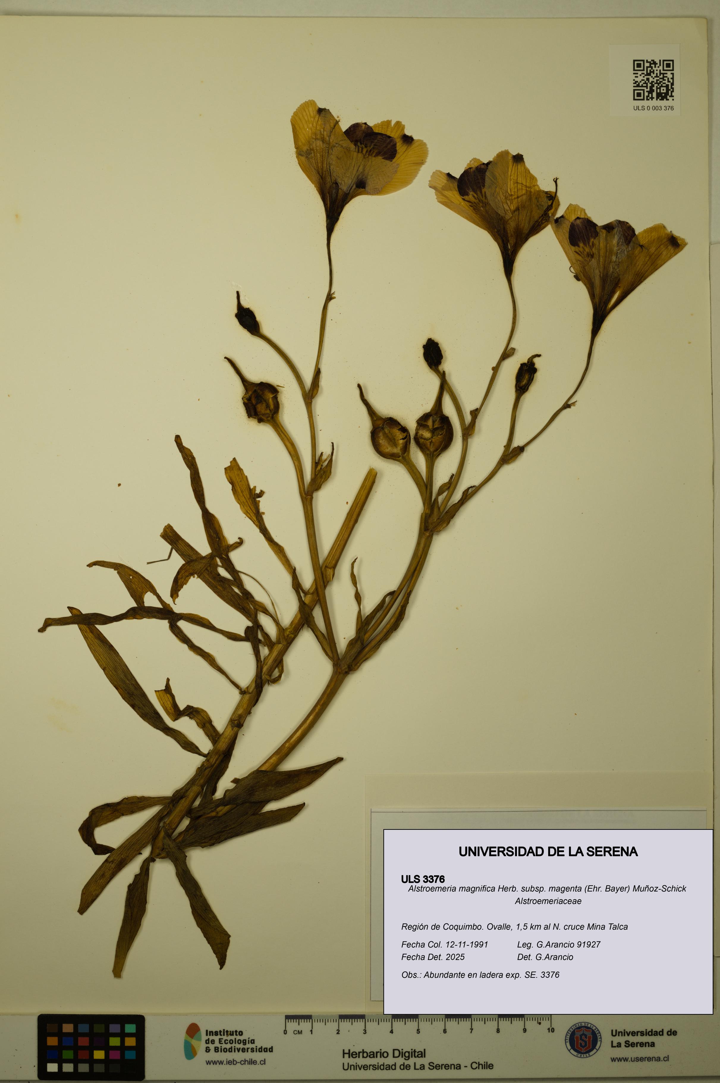 Alstroemeria magnifica subsp. magenta [Espécimen: ULS:ULS:0003376]