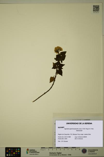 Ageratina glechonophylla [Espécimen: ULS:ULS:0003377]