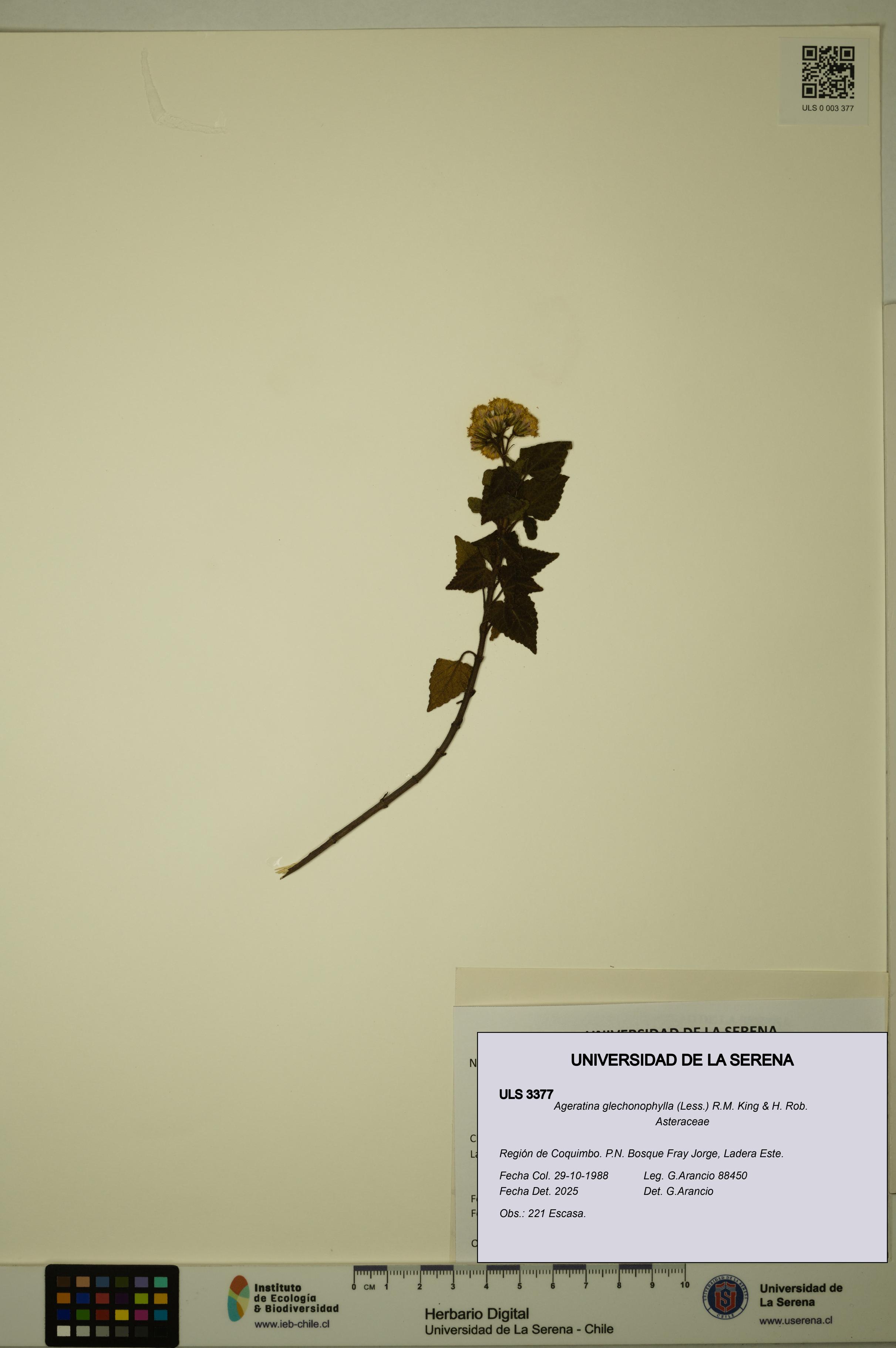 Ageratina glechonophylla [Espécimen: ULS:ULS:0003377]