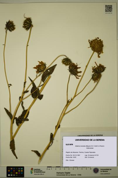 Aldama revoluta [Espécimen: ULS:ULS:0003378]