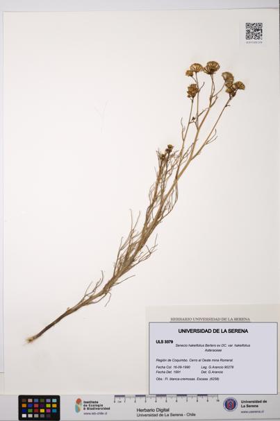 Senecio hakeifolius var. hakeifolius [Espécimen: ULS:ULS:0003379]