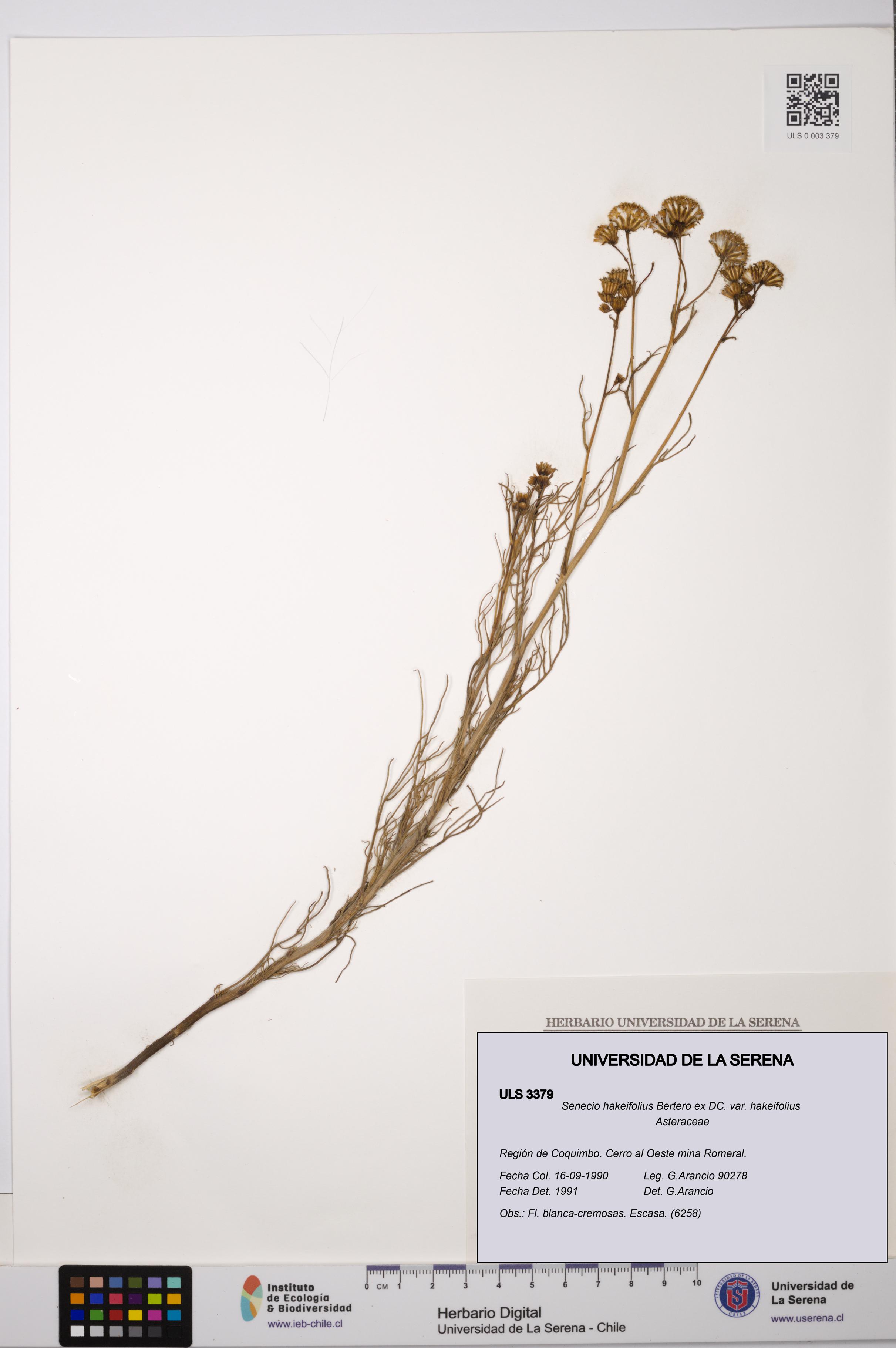 Senecio hakeifolius var. hakeifolius [Espécimen: ULS:ULS:0003379]