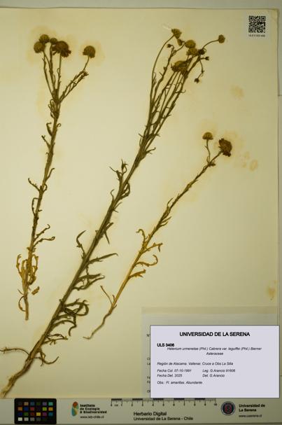 Helenium urmenetae var. leguiffei [Espécimen: ULS:ULS:0003406]