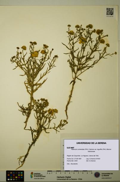 Helenium urmenetae var. leguiffei [Espécimen: ULS:ULS:0003407]
