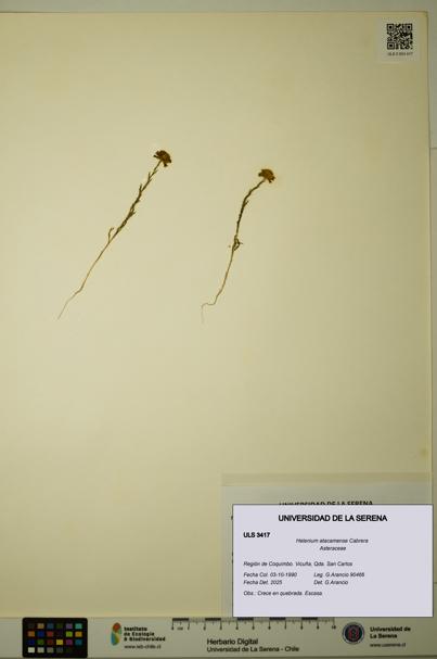 Helenium atacamense [Espécimen: ULS:ULS:0003417]