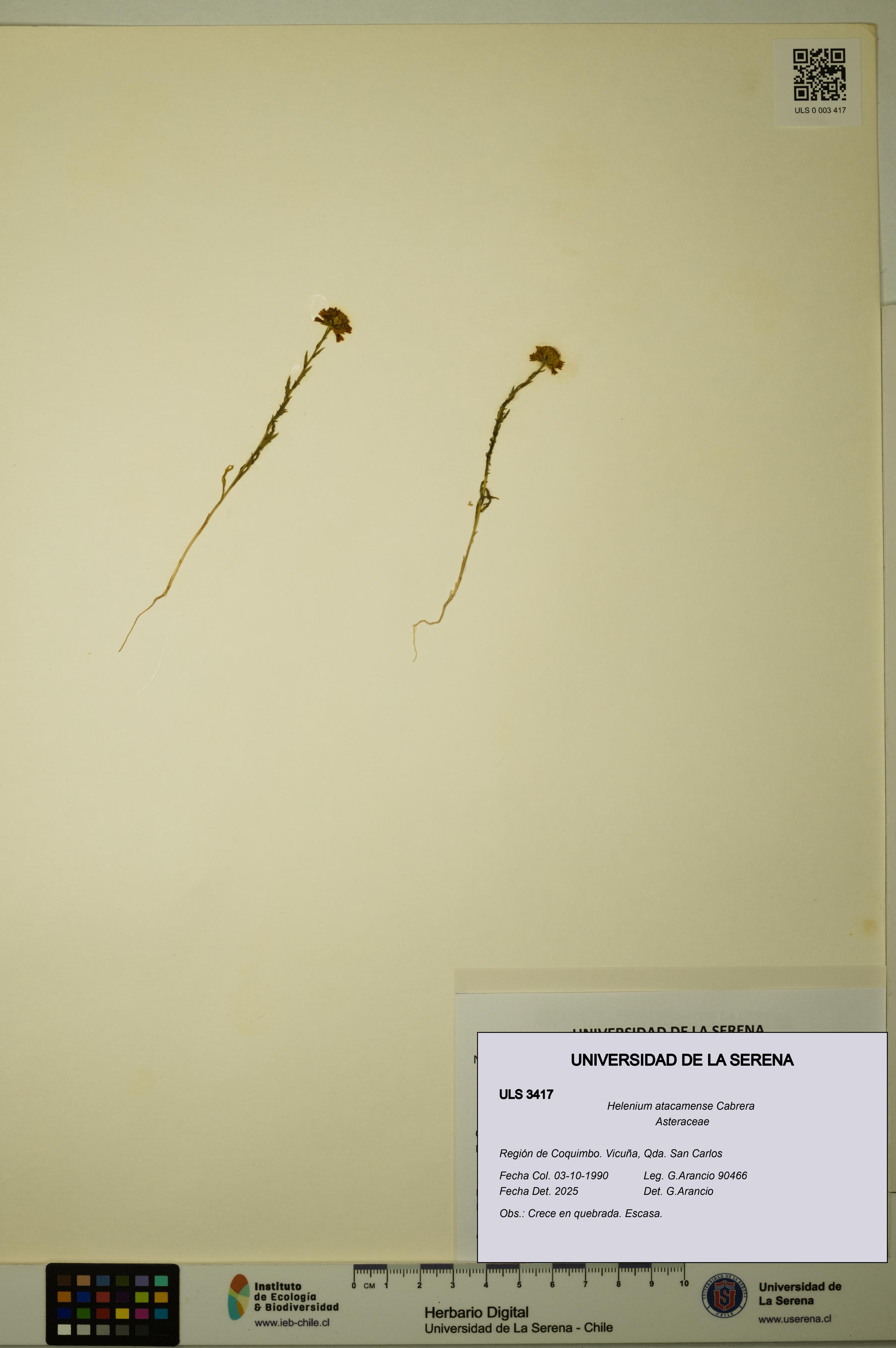 Helenium atacamense [Espécimen: ULS:ULS:0003417]