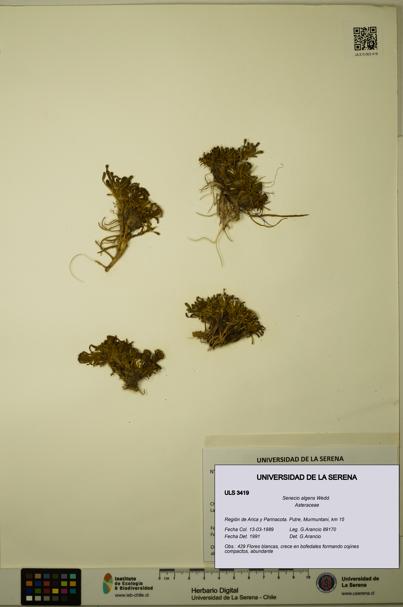 Senecio algens [Espécimen: ULS:ULS:0003419]