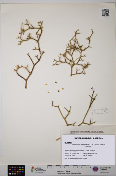 Gymnophyton dipterygia [Espécimen: ]