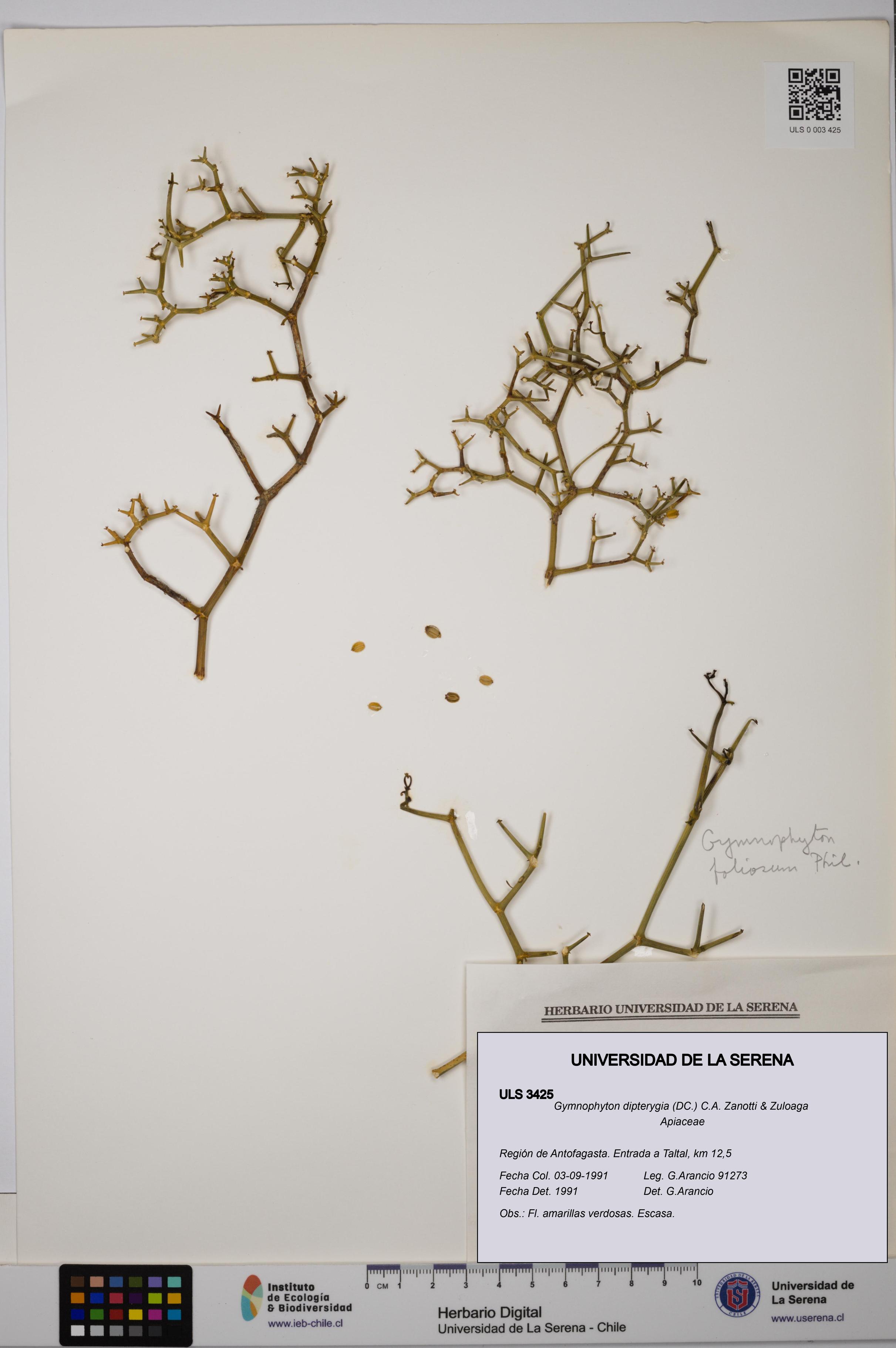 Gymnophyton dipterygia [Espécimen: ]